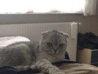 Güzel scottish fold kızım Lili