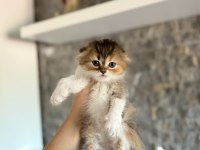 SCOTTISH FOLD A KALİTE YAVRULARIM 