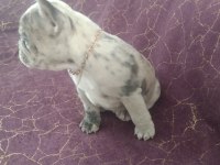 Harika french bulldog merley