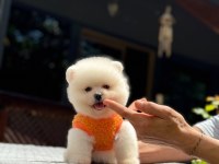 Sağlık Ve Irk Garantili Pomeranian Boo Köpeği