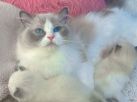 Anne Altından Safkan Ragdoll Yavru Kediler