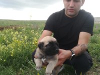 Kangal yavruları 1 aylık