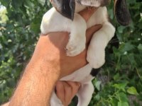 Orjinal beagle yavrular