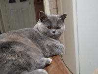 Ücretsiz Sahiplendirilecek 7 Aylık British Shorthair