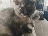 Scottish Fold dişi 3 aylık
