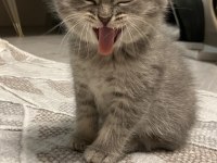45 günlük gri erkek yavru british shorthair