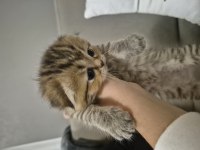 Bebiş scottish fold kediler