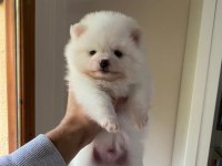 Pomeranian boo yavru köpekleri