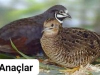 1 Haftalık Çin Bıldırcın Yavruları