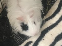 Guinea Pigimi Sahiplendiriyorum
