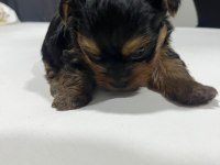 Dişi ve erkek original teacup yorkie yavrular