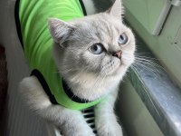 2 Yaşında Blue Point Dişi British Shorthair Kedimiz