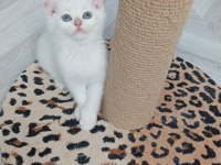 PAŞA KEDİLER UYGUNA VERİLECEK