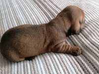 15 günlük Dapple dachshund sosis köpekler