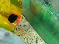 Hamster ve Gonzales