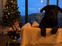 4.5 YAŞINDA DİŞİ KISIR CANE CORSO SAHİPLENDİRME