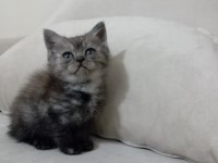 British shorthair yavrular