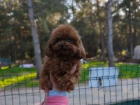 Teacup Poodle Erkek