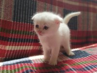 Yavrularımız sahiplendirilecektir scottish fold