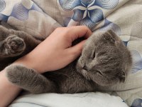 Scottish fold erkek kedimiz
