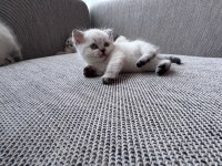 Safkan Beyaz British Shorthair Yavrular