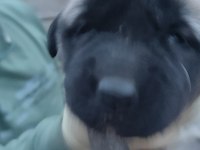 Dev Irk Anadolu Çoban Köpeği