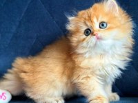 Show kalite british longhair golden yavrular