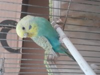 Rainbow muhabbet kuşu sağlıklı kuşlar