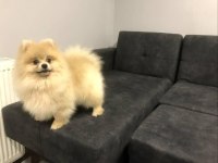 Orjinal yurt dışı karneli pomeranian erkek