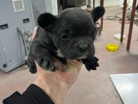 Köpeklerimiz sütten kesildiler mama yiyorlar