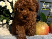 Red Brown Kore Toy Poodle Bebeklerimiz