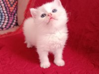 Safkan british shorthair yavrularımız
