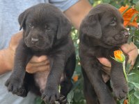 Labrador redriever sevimli yavrular ruhsatlı çiftlik 