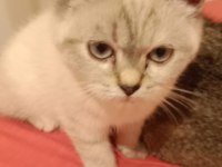 British shorthair yavrumuz yeni yuvasını arıyor