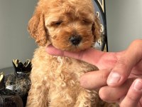 Orijinal Toy Poodle