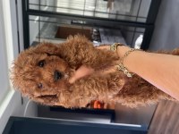 2 aylık toy poodle red erkek yavrular