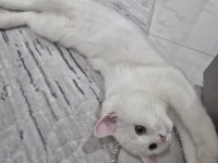4 aylık beyaz erkek british shorthair