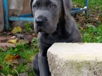 Cane corso blue yavrumuz erkek