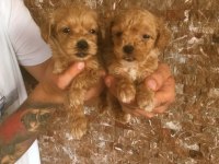 ORJİNAL BEBEK YÜZLÜ MALTİPOO YAVRULAR