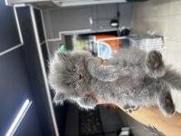Kar beyazı british longhair yavrularım