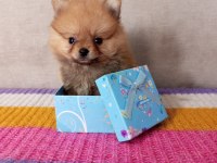 MİNİ BOY POMERANİAN