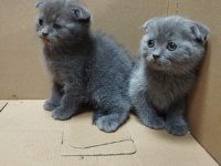 Dişi ve Erkek Scottish Fold Bebekler