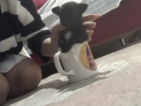 Kendi chihuahua kızımın yavruları