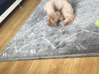 Toy poodle cinsi köpeğimiz yani sahibini arıyor