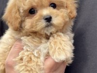 Toy Poodle Köpeğimiz