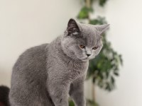 Ayı kafa british shorthair