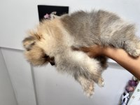 Ayı surat pomeranian kızımız