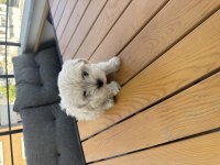 Maltese terrier 2 aylık