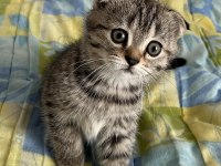 Yavru Scottish Fold Kedilerimiz