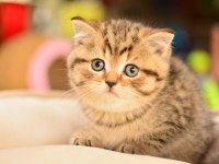 Show Kalite Black Golden British Shorthair